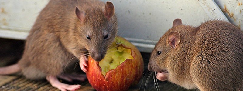 В Днепре в супермаркете "Брусничка" нашли мертвую крысу