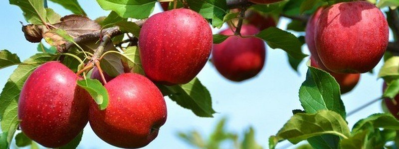 Яблоки: самая популярная плодовая культура