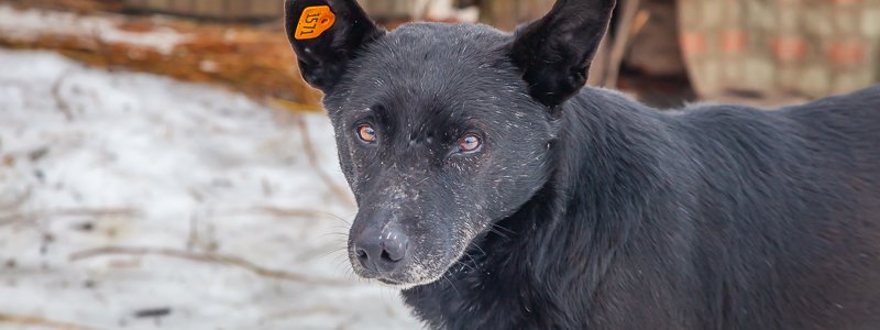 Под Днепром массово травят собак