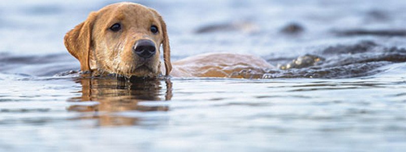 В Днепре парень кинулся в ледяное озеро, чтобы спасти собаку