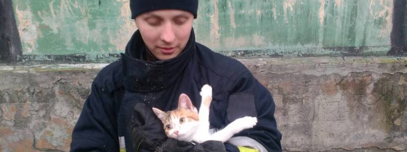 В Днепре спасатели помогли котенку, застрявшему на дереве