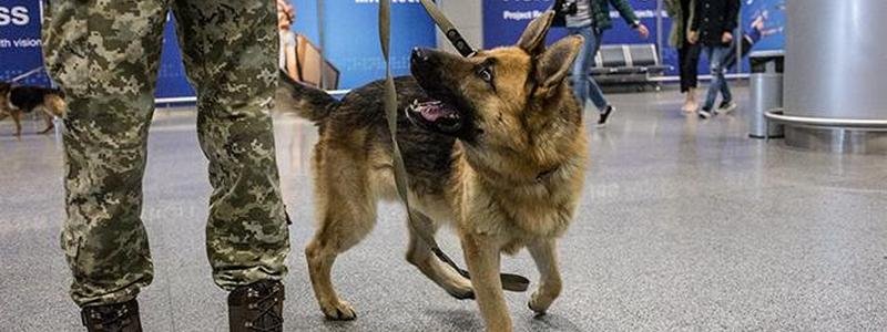 Аэропорт в Днепре патрулируют с собаками