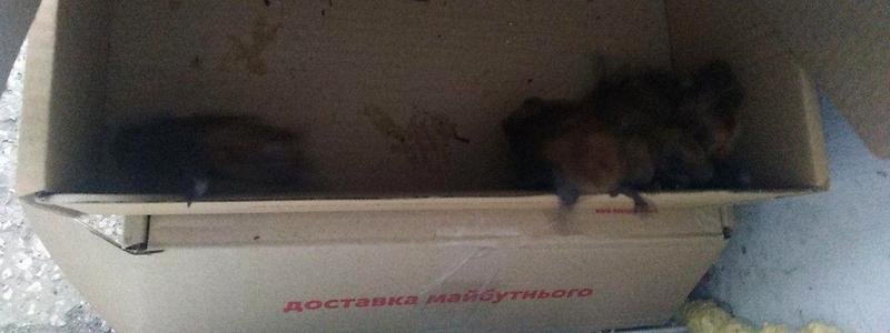 В Днепре мужчина бросал летучих мышей с 9-го этажа