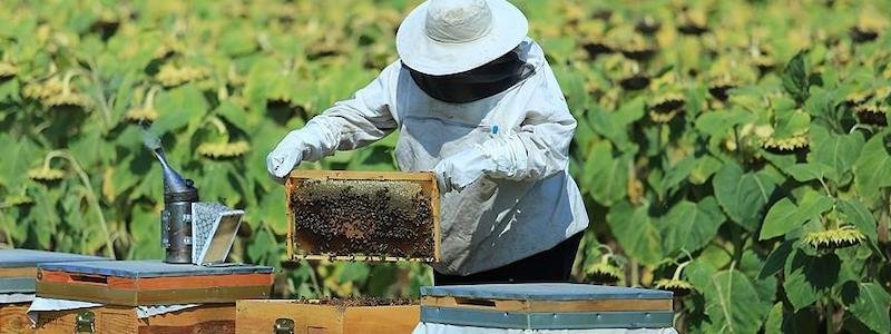 Как помочь развитию пчеловодства в Украине: что предлагает компания IMTD international