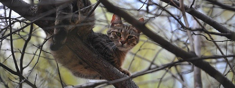 В Днепре на Сечевых Стрельцов спасатели сняли котика с дерева