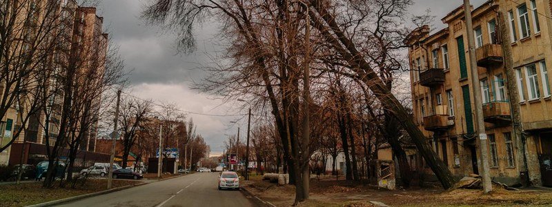 В Днепре на Владимира Антоновича падает дерево: часть улицы перекрыта