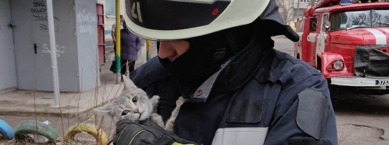 В Днепре спасатели сняли котенка с 5-метрового дерева