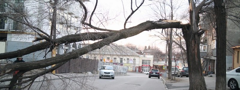 В Днепре на Староказацкой упавшее дерево перегородило проезд