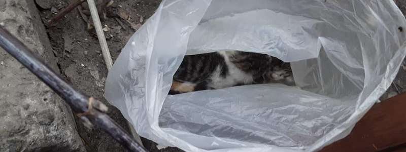 В Днепре люди положили котят в пакет и оставили умирать в мусоре