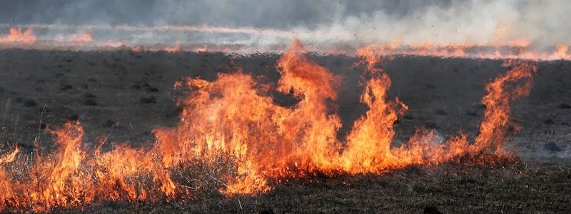 Вред от сжигания растительных остатков подтверждается данными экологического мониторинга: подробности