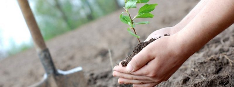 «Посади дерево - спаси город»: жителям Днепра будут привозить бесплатные саженцы