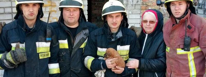 В Днепре спасатели достали щеночка из глубокой ямы