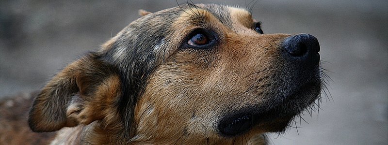 Как в Днепре ветеринары спасают жизнь бездомным животным