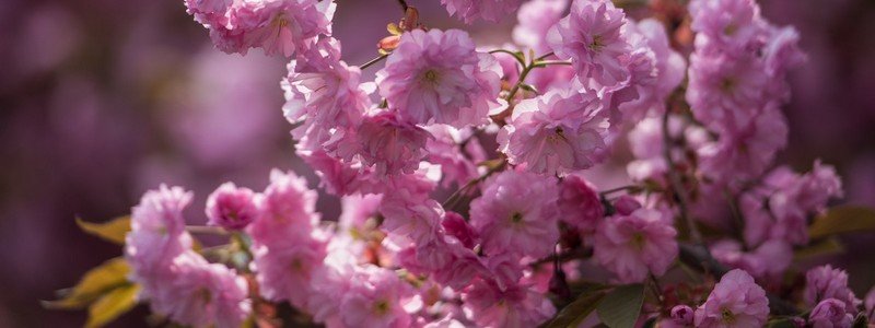 Весенняя красота: в Днепре в парке ДИИТа зацвели сакуры
