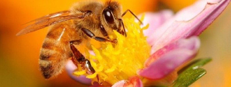 В Днепре мужчина установил пасеку: от жалящих пчел страдают соседи