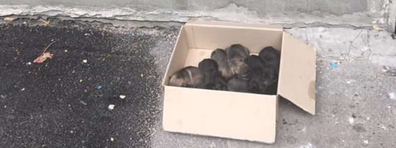 В Днепре выбросили 14 щенков: нужна помощь
