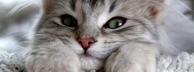 "Мы нашли вашего котика": в Днепре появился новый способ мошенничества