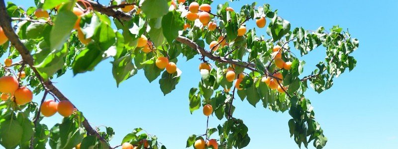Почему чернеют и опадают листья абрикосов в Днепре