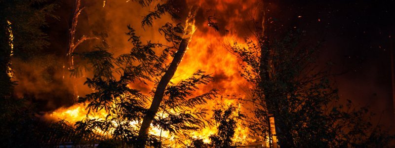 В Днепре горел лес: могли пострадать животные