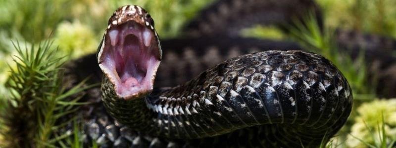 Как различать гадюк и ужей и почему нельзя убивать змей в Днепре