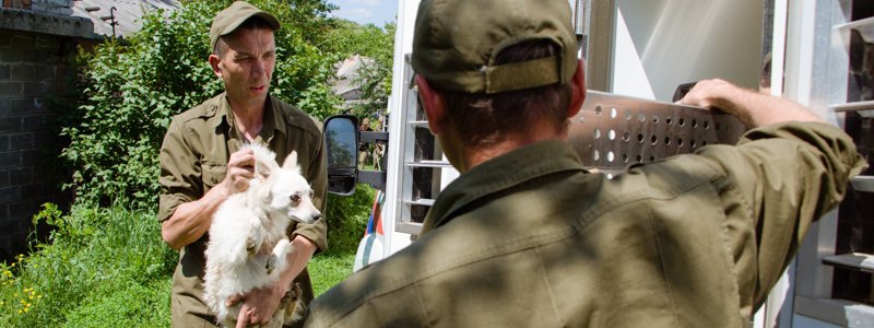 В Днепре у женщины отняли 35 истощенных собак: пушистики ищут новый дом