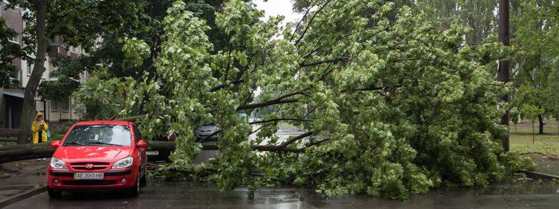 "Сорвали джекпот": в Днепре дерево рухнуло на автомобили семейной пары