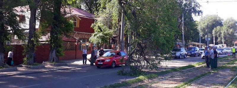 В Днепре на проспекте Богдана Хмельницкого упавшая ветка заблокировала движение: проезд перекрыт
