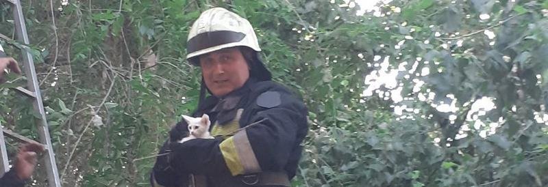 В Днепре спасатели помогли котенку, который застрял на 6-метровом дереве