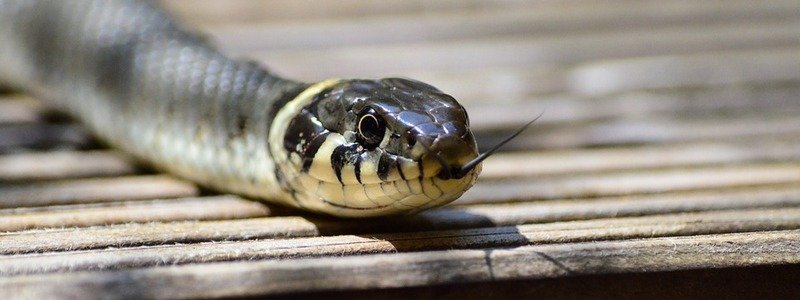 В Днепре в частный дом заползла длинная змея