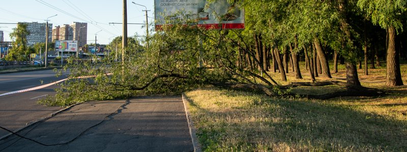 В Днепре на Запорожском шоссе упала крупная ветка и оборвала провода