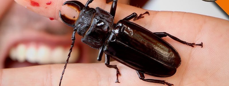 Чем могут быть опасны жуки и другие насекомые в летнюю пору и как от них избавиться