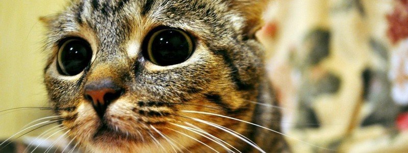 В Днепре котик застрял под деревянным полом временного пешеходного перехода