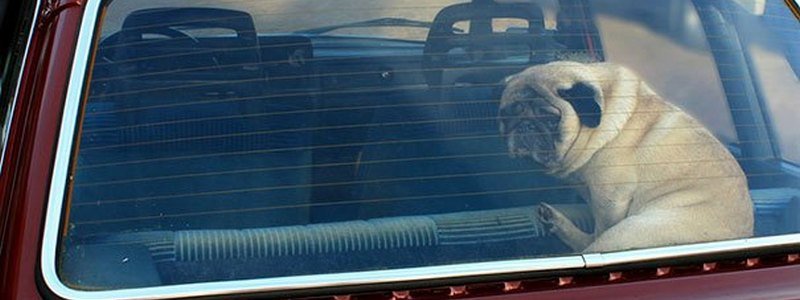 Жителей Днепра просят не закрывать животных в машине летом: первая помощь четвероногим