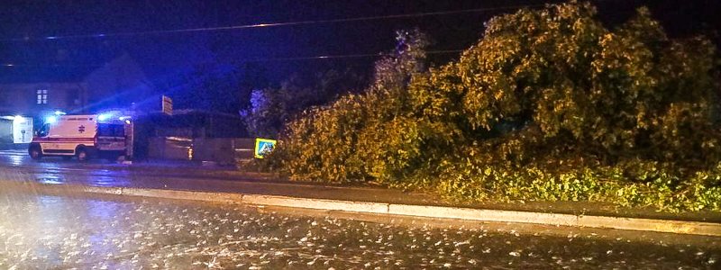 В Днепре на проспекте Мазепы дерево упало на остановку : пострадали люди