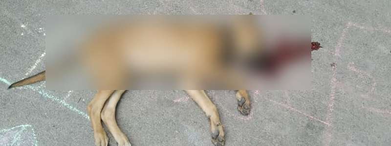 В Днепре жестоко убили щенка: заммэра взял дело под личный контроль