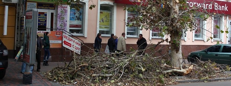 В центре Днепра два дня не убирают поваленное дерево (ФОТО)