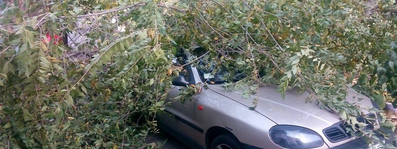 В Днепре на Привокзальной дерево разбило автомобиль (ФОТО)
