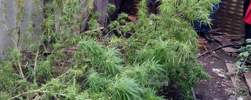 Правоохранители Днепра задержали "садовода-наркобарона" (ФОТО)