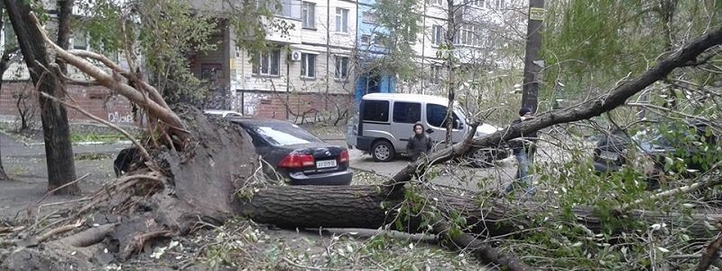 На улице Кондратюка упавшее дерево перегородило дорогу (ФОТО)