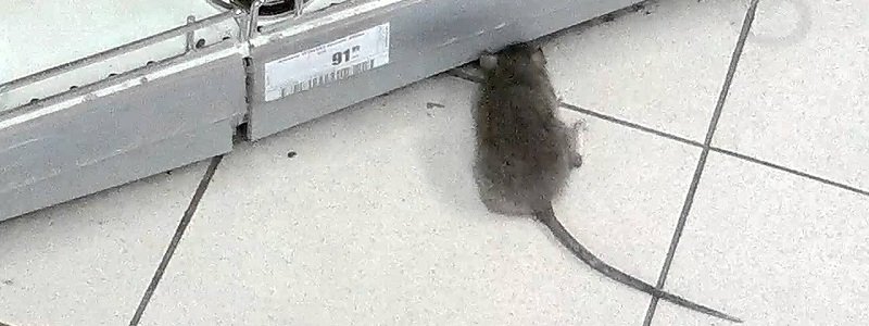 В Днепре в супермаркете «Брусничка» бегают крысы (ВИДЕО)