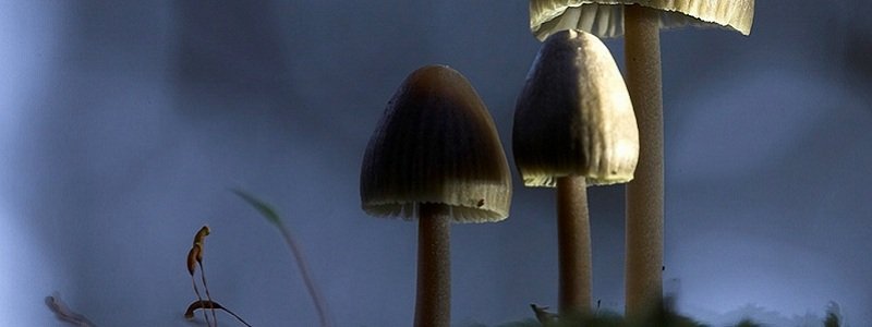 Отравление грибами: погибли 3 человека