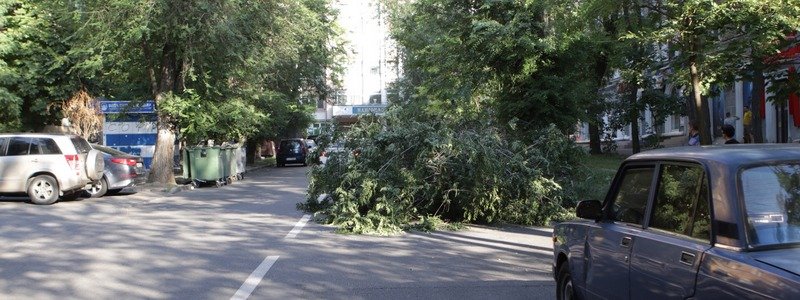 В центре Днепра упала ветка и перекрыла дорогу