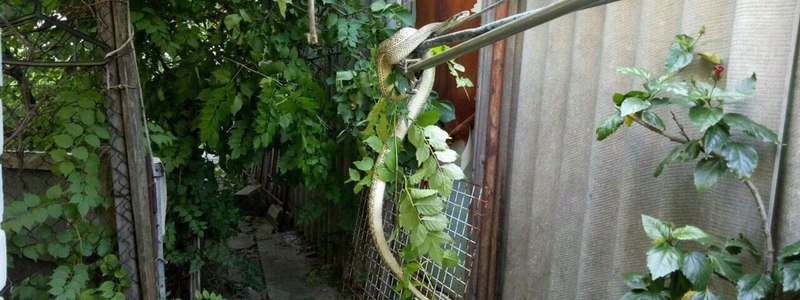 В Днепре в частный дом заползла 1,5-метровая змея