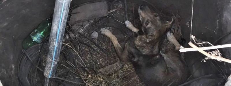 В Днепре две собаки упали в открытые люки и просили о помощи