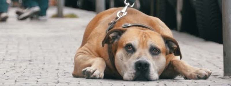 Как владельцам собак спасти своих животных от отравления