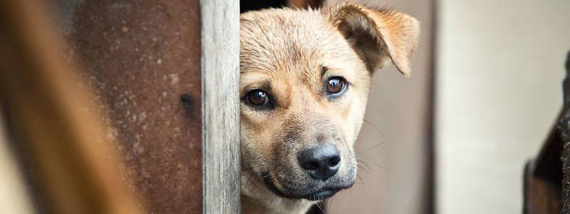 Подарите тепло и любовь: какие животные ищут дом в Днепре
