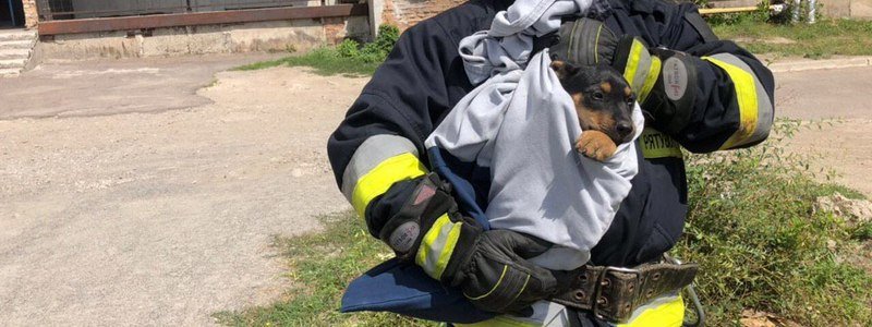 В Днепре возле 4-й горбольницы спасатели достали щенка из люка