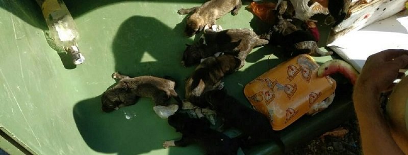 В Днепре на Серафимовича в мусорном баке нашли крошечных щенков