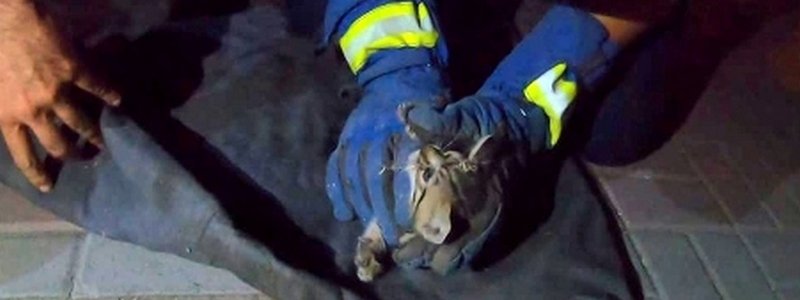 В Днепре спасли котенка, который попал в канализацию