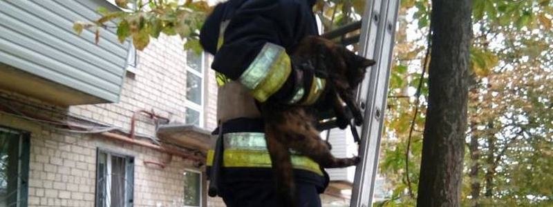 В Днепре спасатели помогли котику, который боялся слезть с дерева